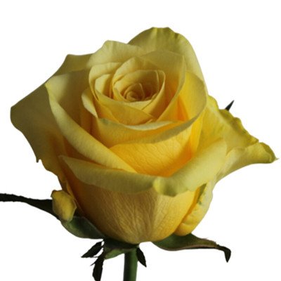 Pink Roses